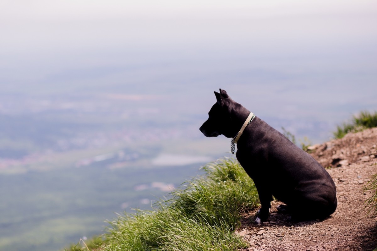 Dog Rescued After Falling Nearly 60 Feet Off Cliff on Michigan's Upper Peninsula PetHelpful News