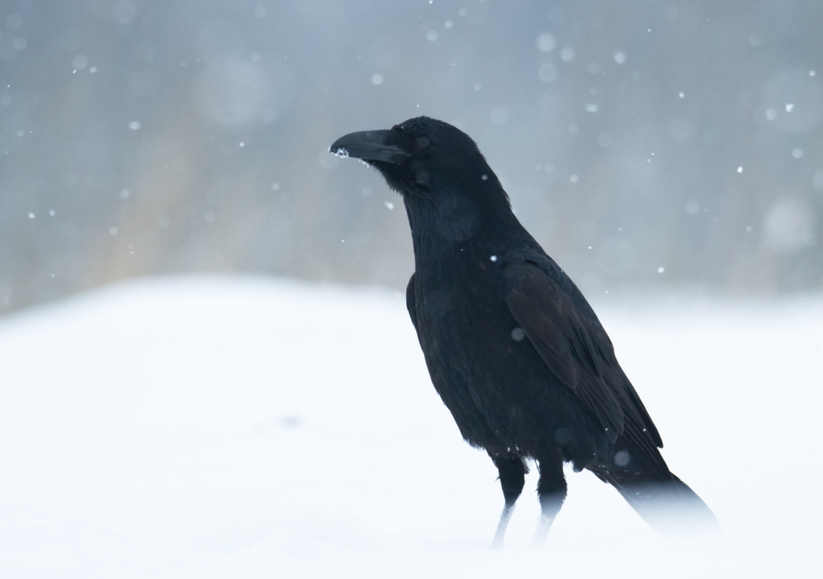 Wildlife Photographer Shares Breathtaking Photos Of A Raven During A 