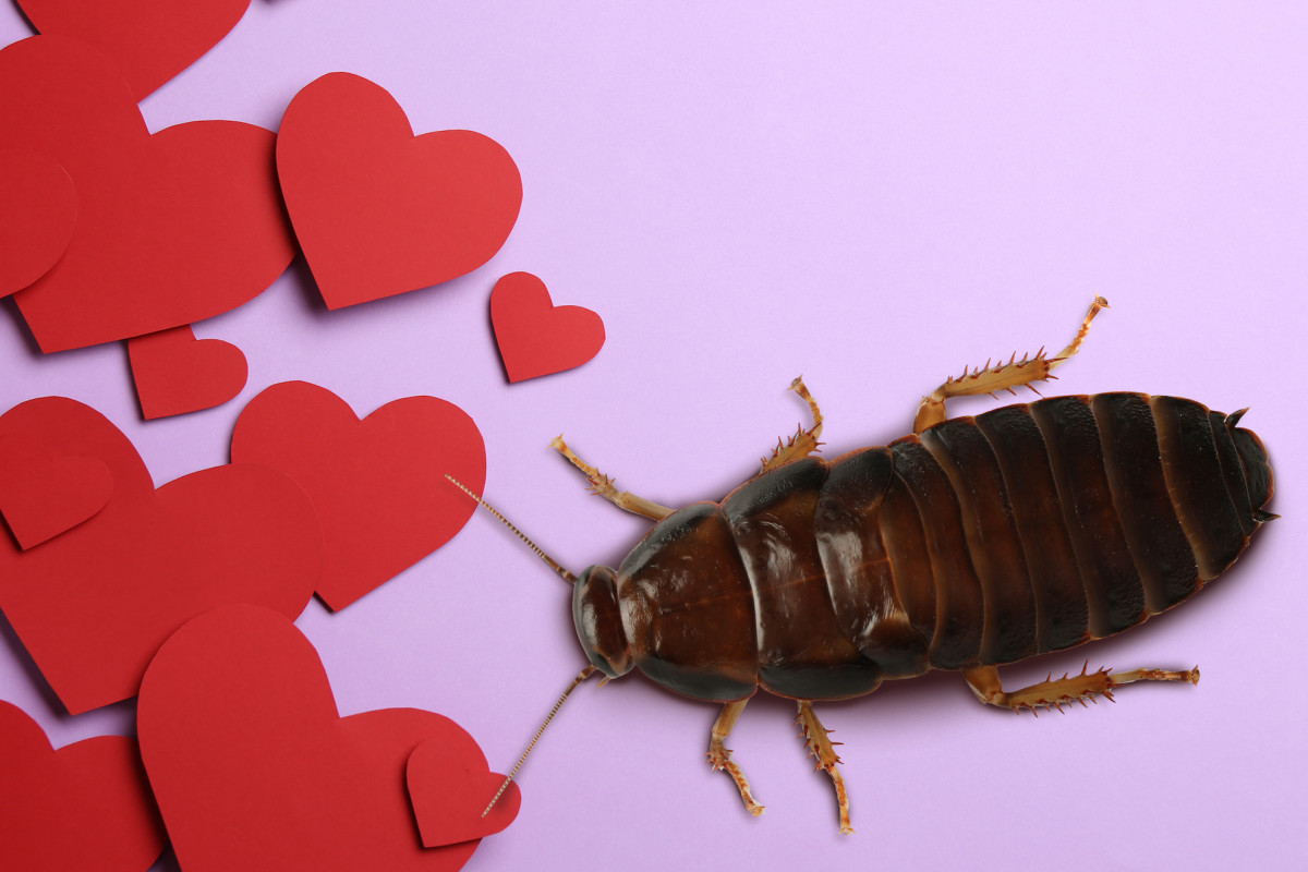 People Can Name an Ex After a Rat or Roach at the San Antonio Zoo for Valentine's Day