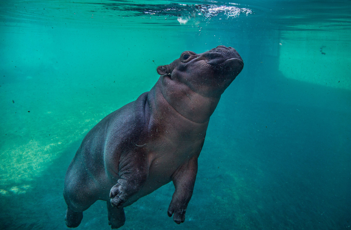 Cincinnati Zookeepers Show How They Keep the Hippos Happy When the ...