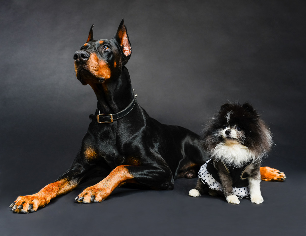 new-study-confirms-small-dogs-live-longer-than-big-dogs-pethelpful-news