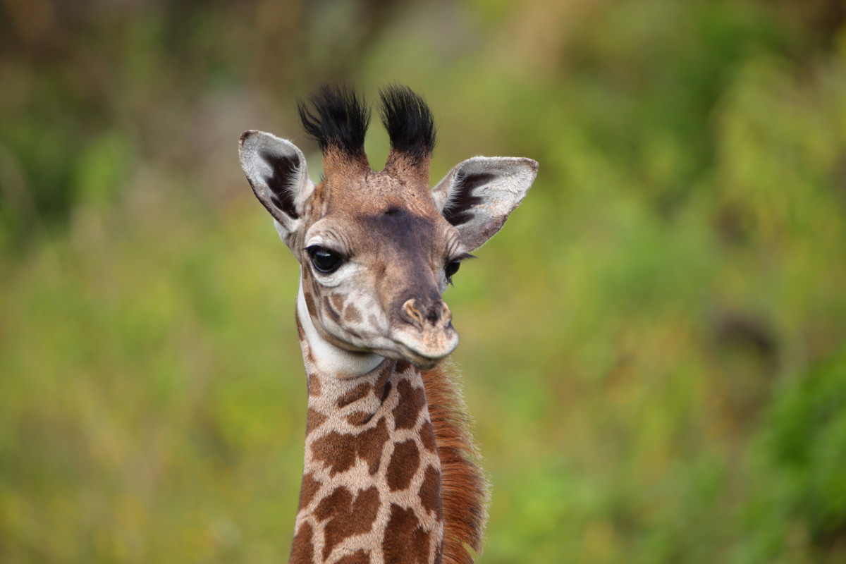 Fort Worth Zoo Welcomes Baby Giraffe with Celebratory Name - PetHelpful