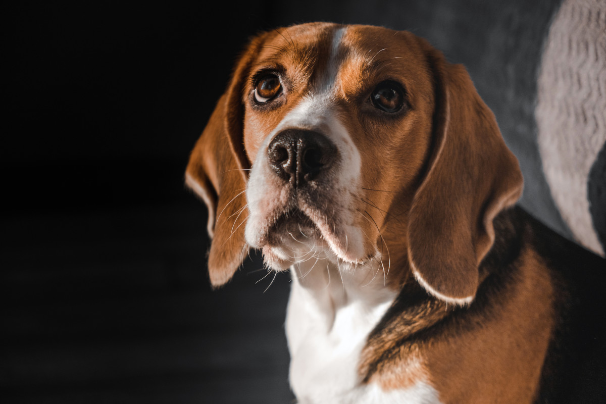 Senior Dog's Reaction to Dad Having Dinner Is Pitiful Yet Hilarious ...