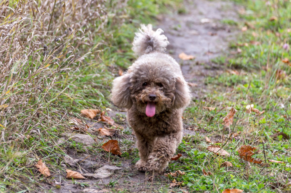 Raising a miniature poodle best sale