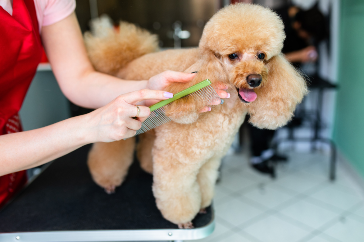 POODLE MINIATURE ADULTE TAILLE SOINS SANT ET PLUS ENCORE visual data 8