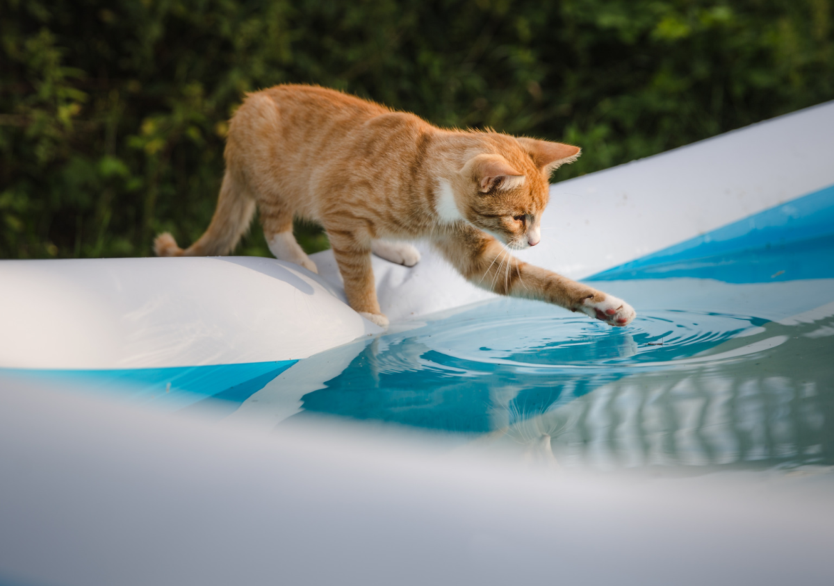 Texas Cat Trying to Ice Skate on Frozen Pool Gives Total Winter Vibes ...