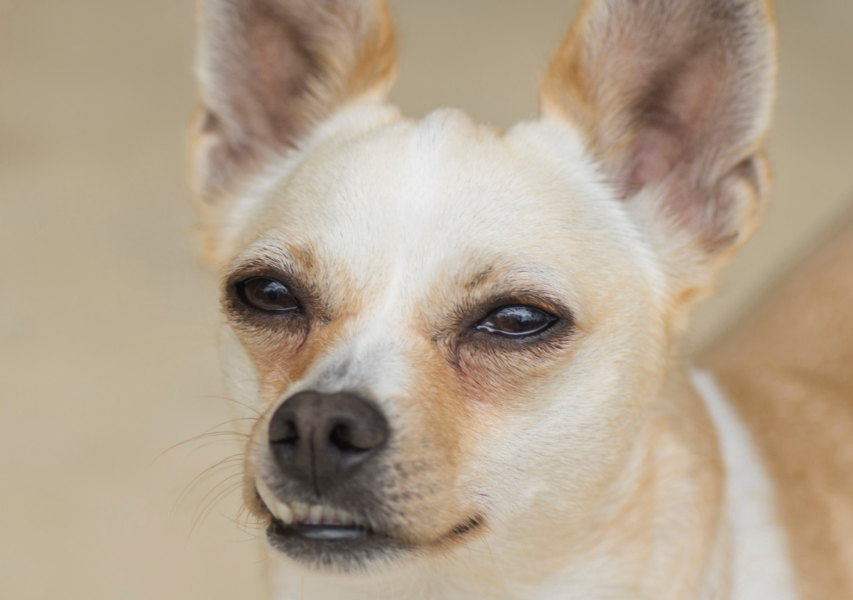 Sneaky Corgi Locks Family Cat in His Kennel and His Face Says It All ...