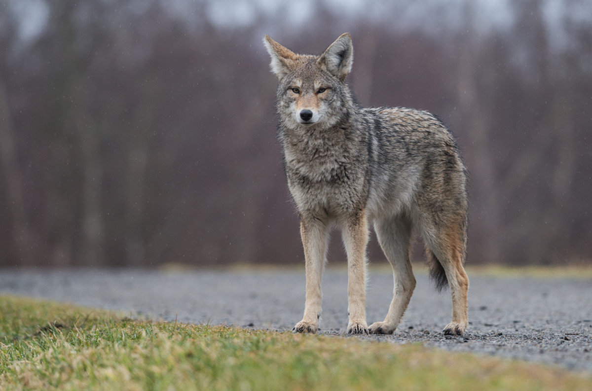 San Diego Coyote Found with Bucket on His Head Recovering After Being