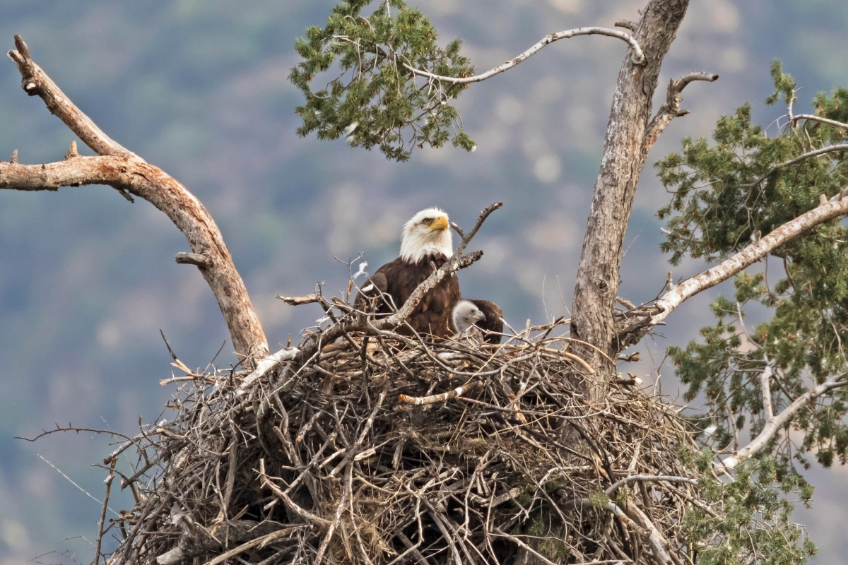 Famous 'Big Bear' Eagles Hatch First Egg Of 2024 - PetHelpful