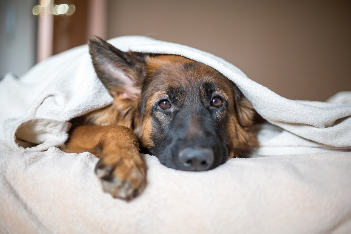 Bed for a german shepherd orders