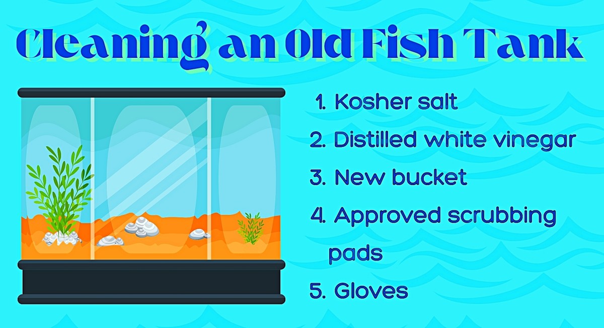 How to Safely Clean a Used Fish Tank - PetHelpful