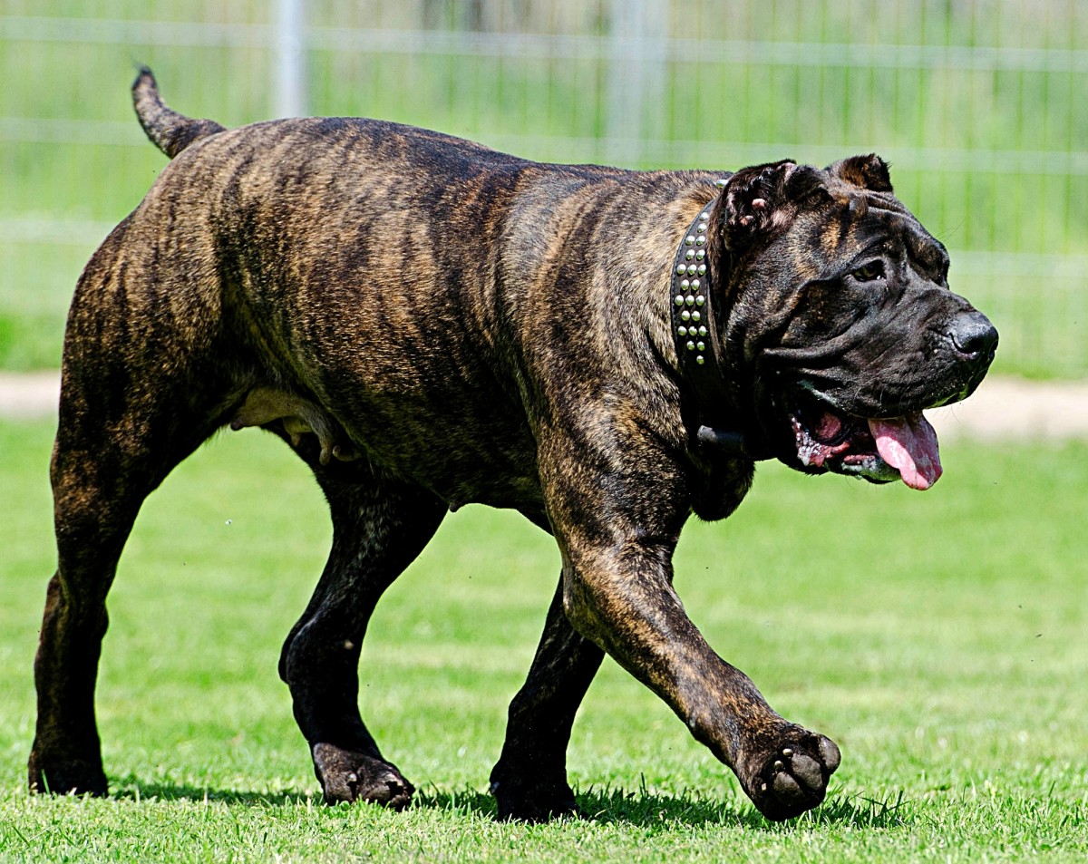 Top 10 Largest Dog Breeds in the World PetHelpful