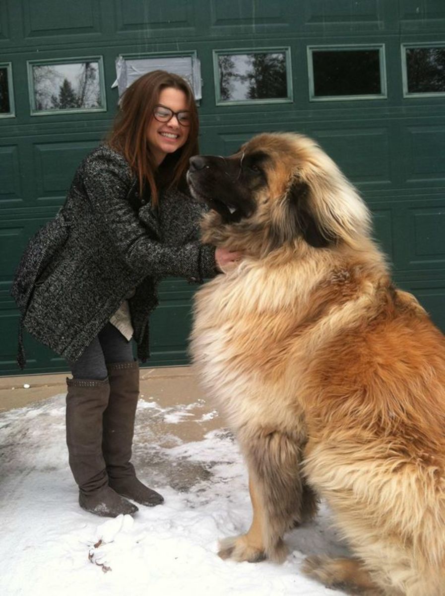 Top 10 Largest Dog Breeds in the World PetHelpful