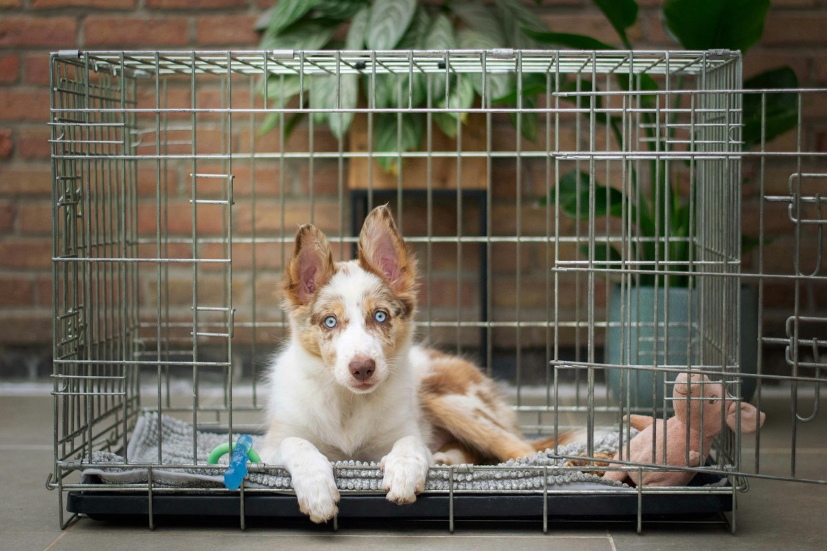 How to Crate Train a Puppy in 4 Easy Steps PetHelpful