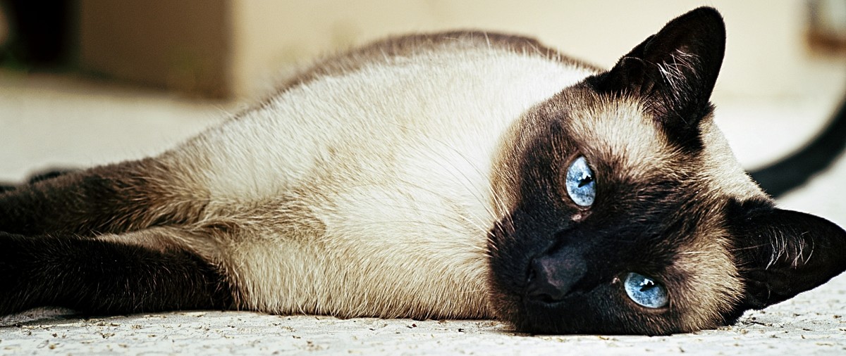 siamese cats for sale online