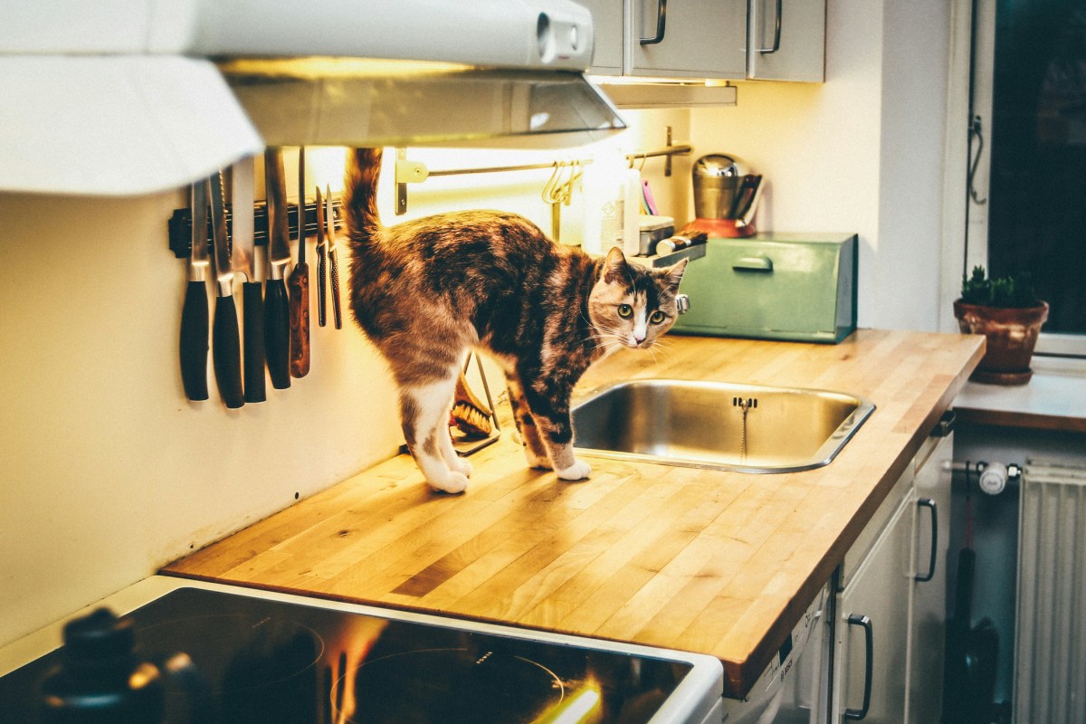 12 Ways to Keep a Stubborn Cat Off Kitchen Countertops PetHelpful