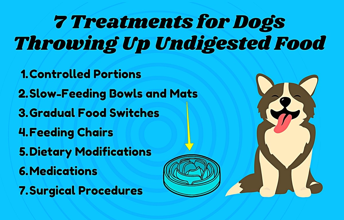 Puppy regurgitation hours after eating hotsell