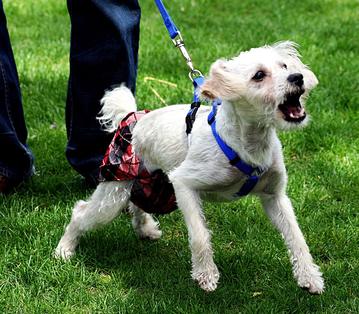 Puppy jumping up and biting clothes best sale