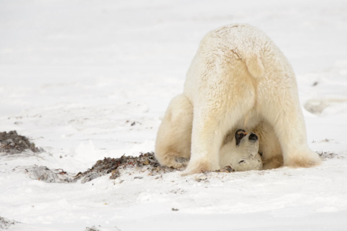 Polar Bear Spotted Sweetly Making 'Snow Angels' in First Snowfall of ...