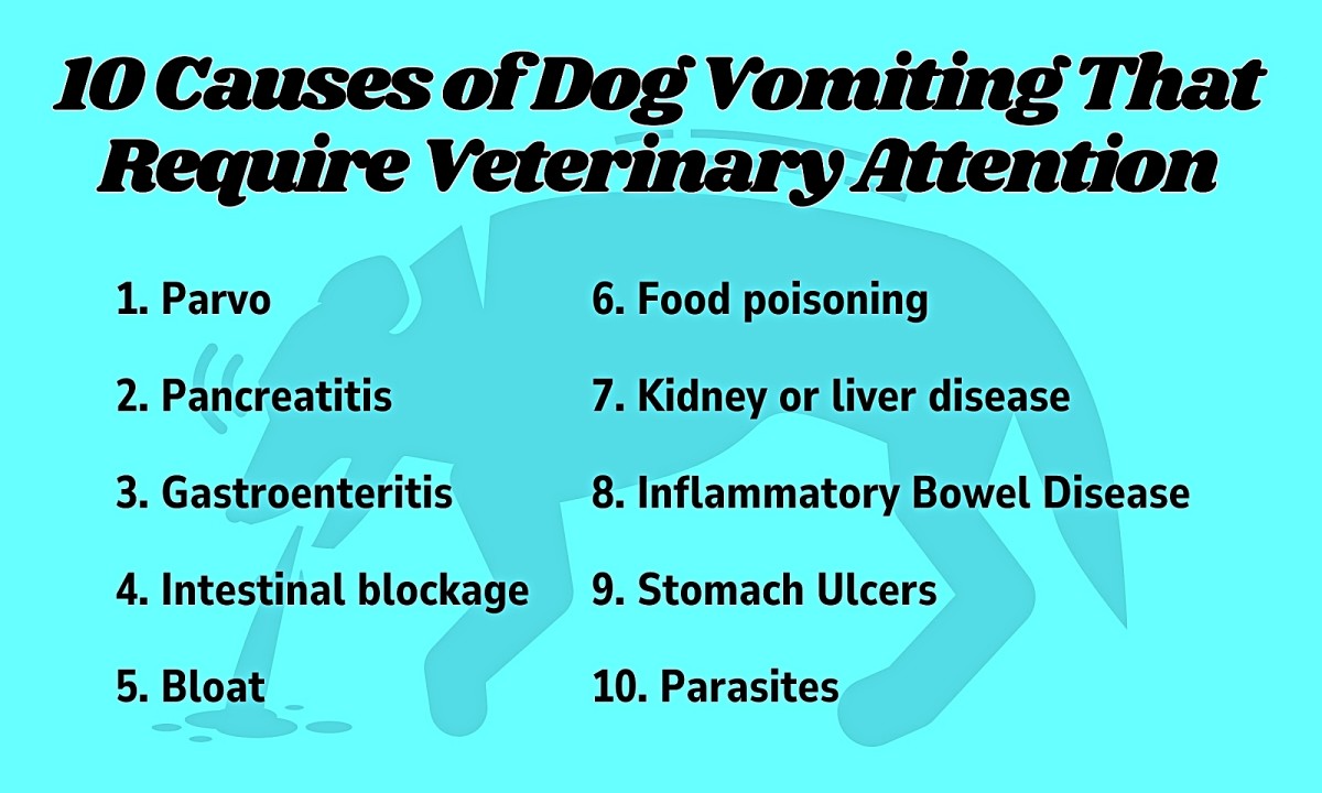 Effective Home Remedies for Vomiting Dogs PetHelpful