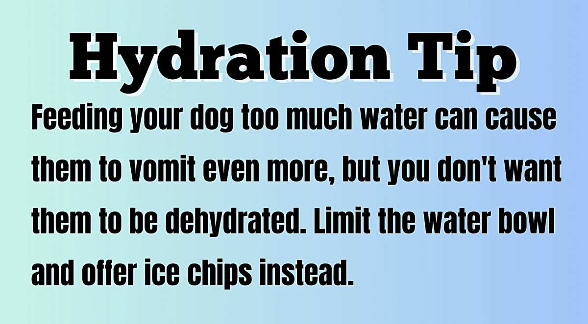 Puppy dehydration home remedy hotsell