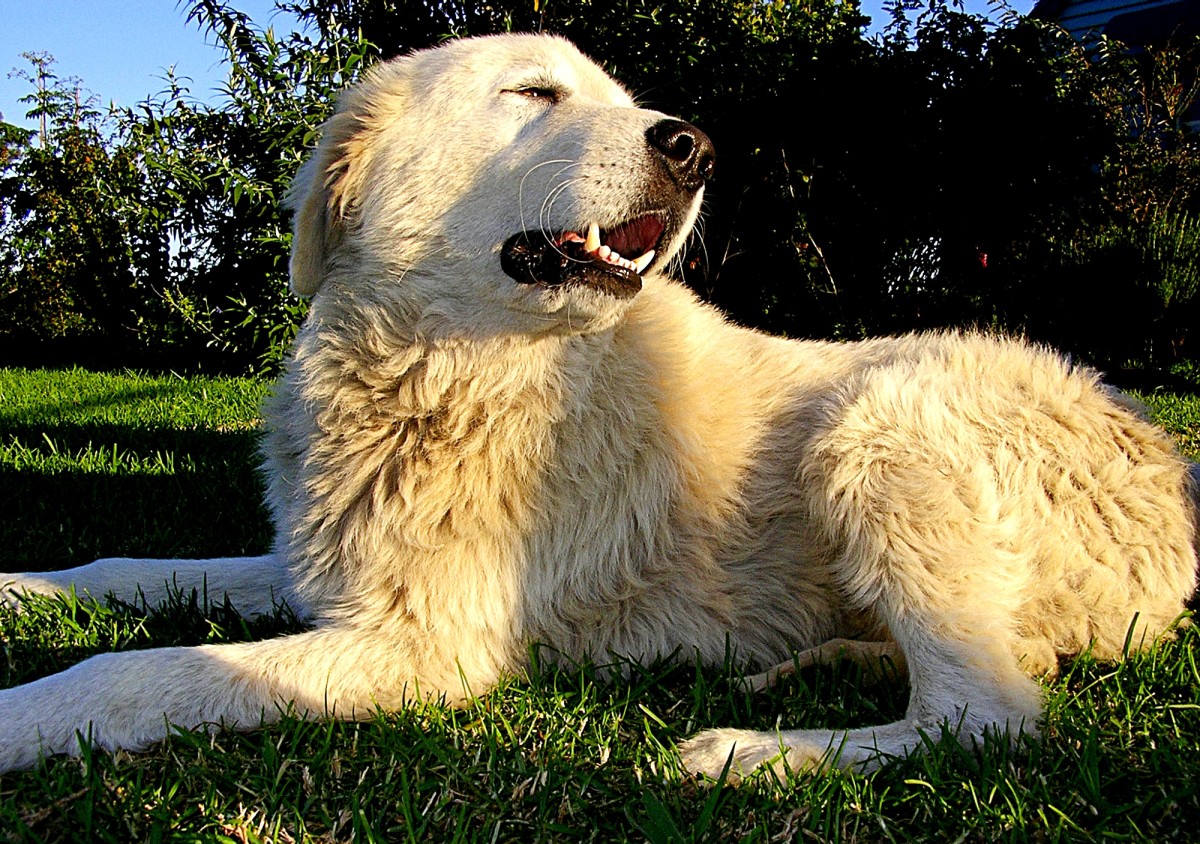 Maremma Sheepdog vs. Great Pyrenees 10 Differences PetHelpful