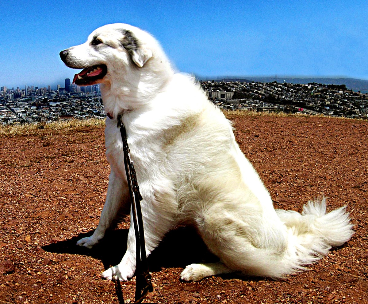 Maremma Sheepdog vs. Great Pyrenees 10 Differences PetHelpful