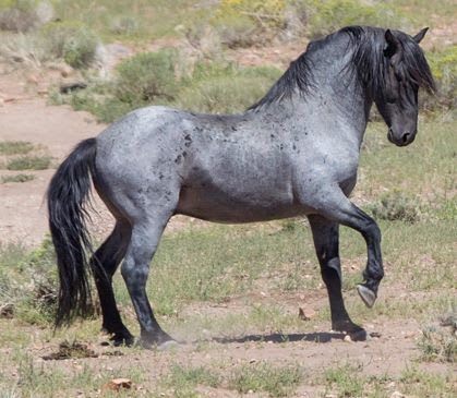 top-40-native-american-names-for-quarter-horses-paints-appaloosas-morgans-and-other-american-horses.jpg