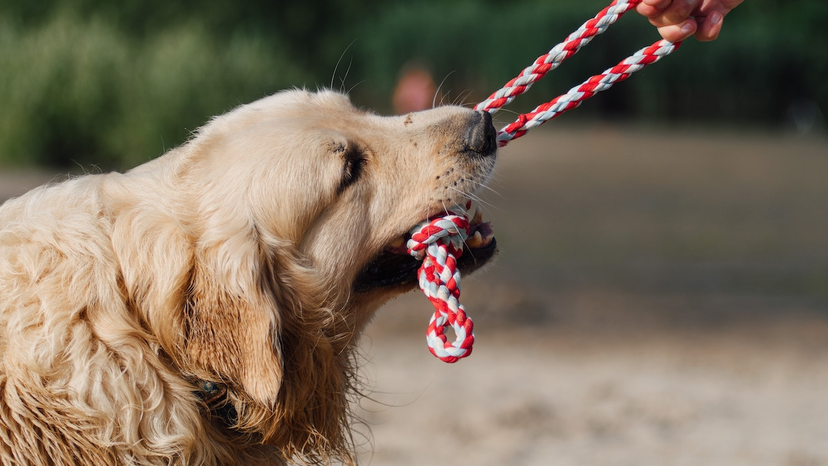 Golden Retriever Grabs on to Monk's Robe Like a Chew Toy During Blessing  and It's Too Funny - PetHelpful