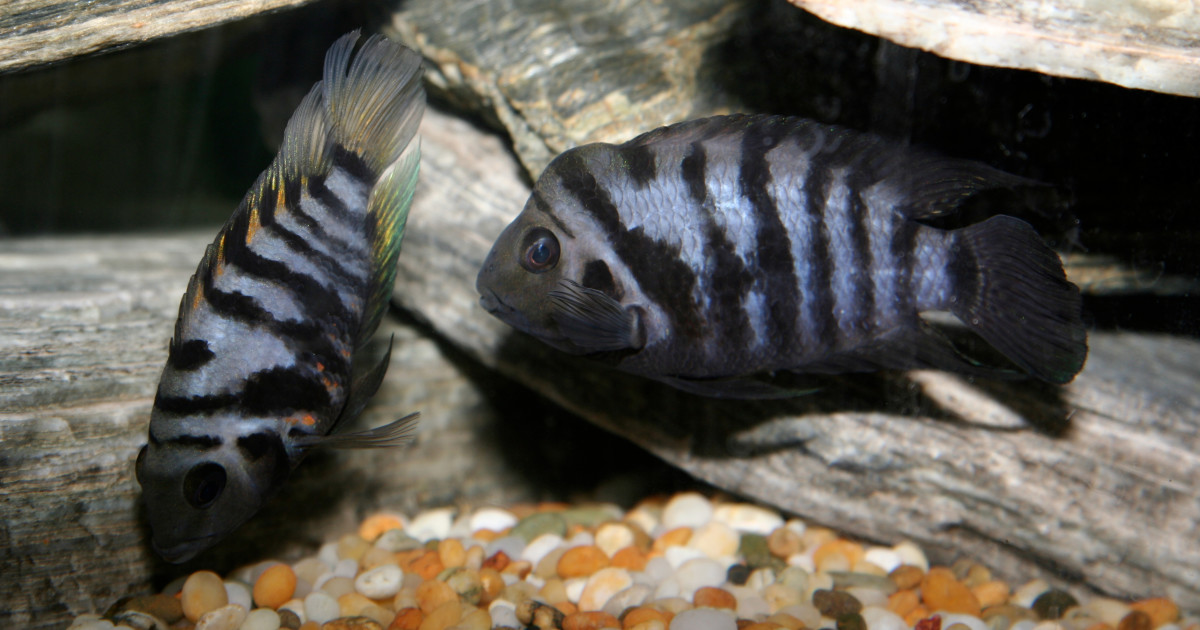 Cichlid Breeding Environment Simulation: Ultimate Guide for Success