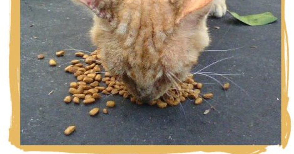 How Do You Treat Mange on a Cat: Effective Tips for Fast Relief