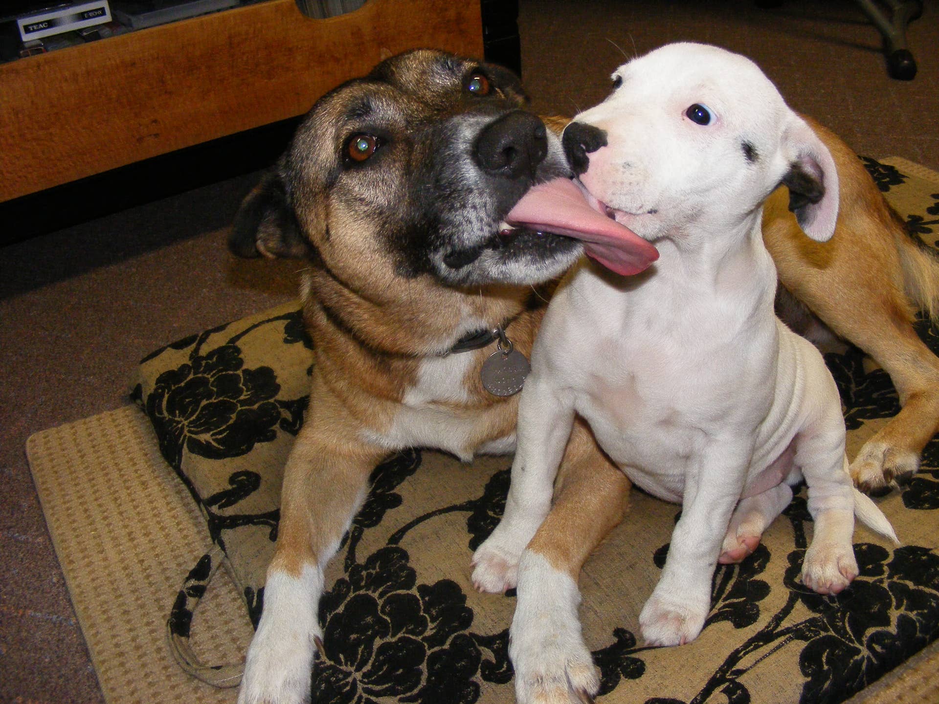 Why Do Dogs Groom Each Other: Unveiling Canine Bonds