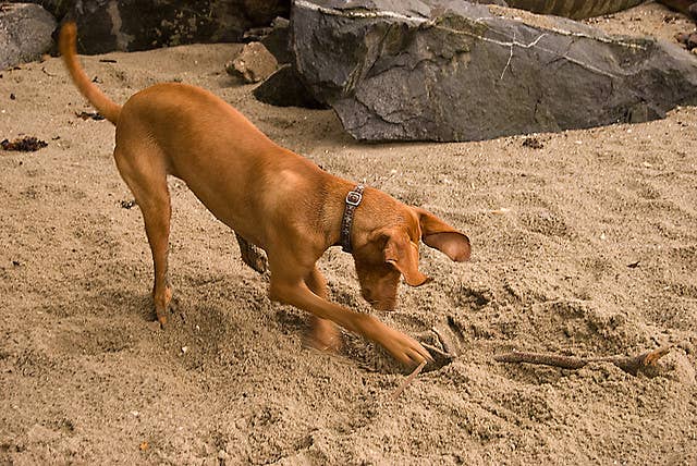 How to Train Dog Not to Dig: Proven Tips for Lasting Results