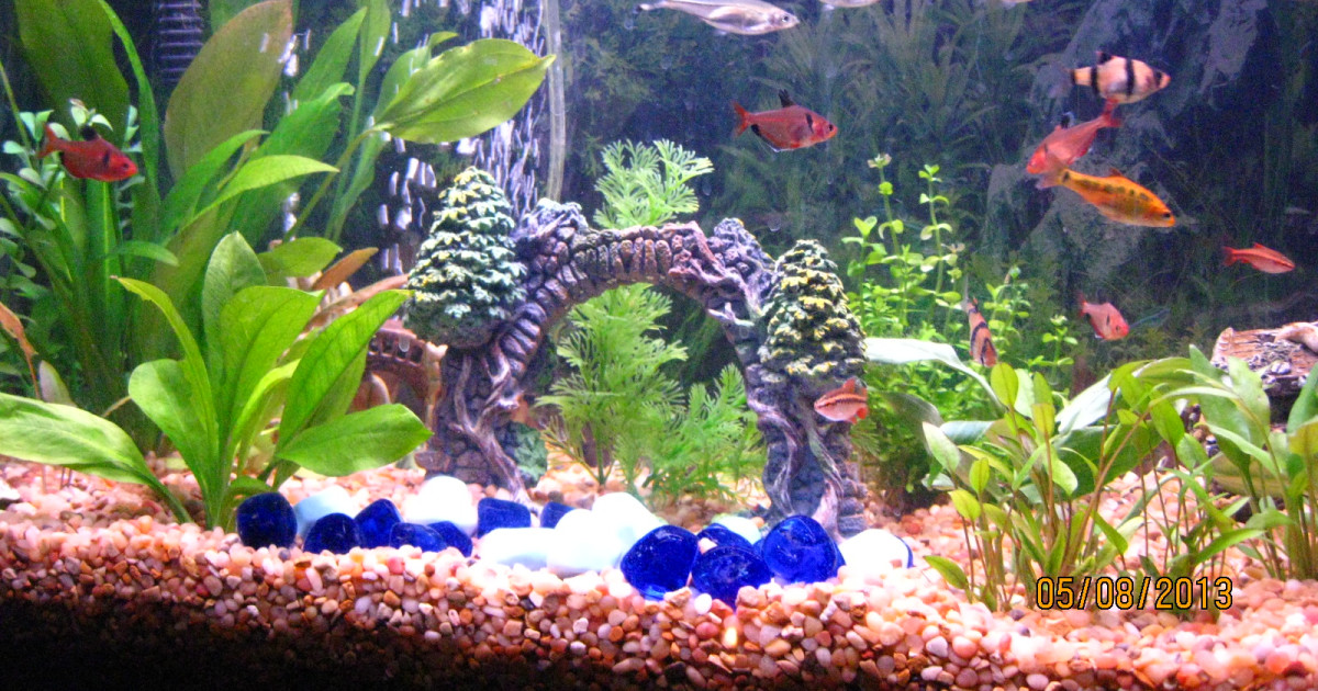 Fish Tank Setup for Ornamental Fish Health: Ultimate Care Guide