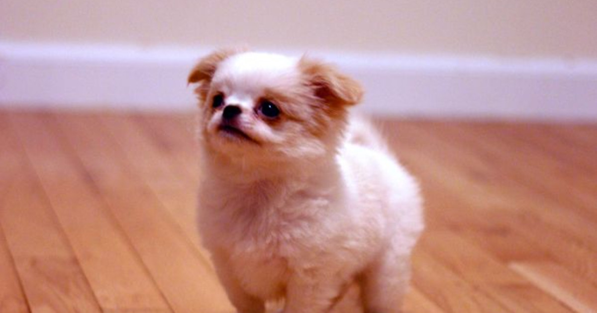 Japanese Dogs Breeds: Discover Unique Companions