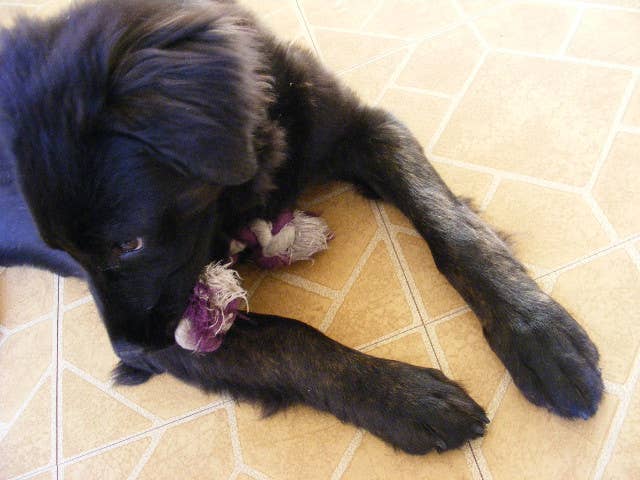 16 Month Old Dog Behavior: Understanding Key Development Stages