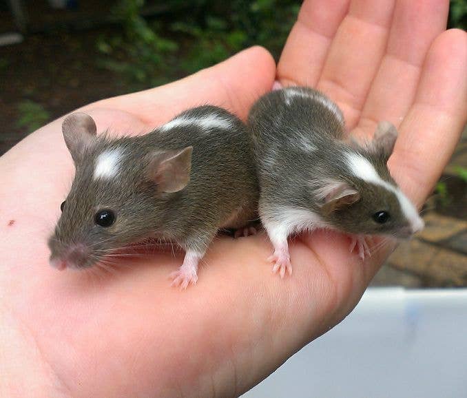 Do Mice Play With Toys: Surprising Facts About Pet Mouse Fun