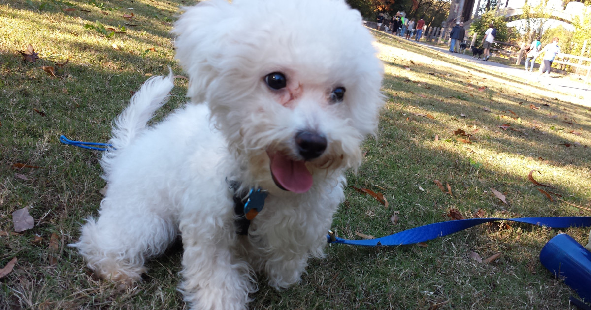 How to Groom a Bichon Dog: Expert Tips & Techniques