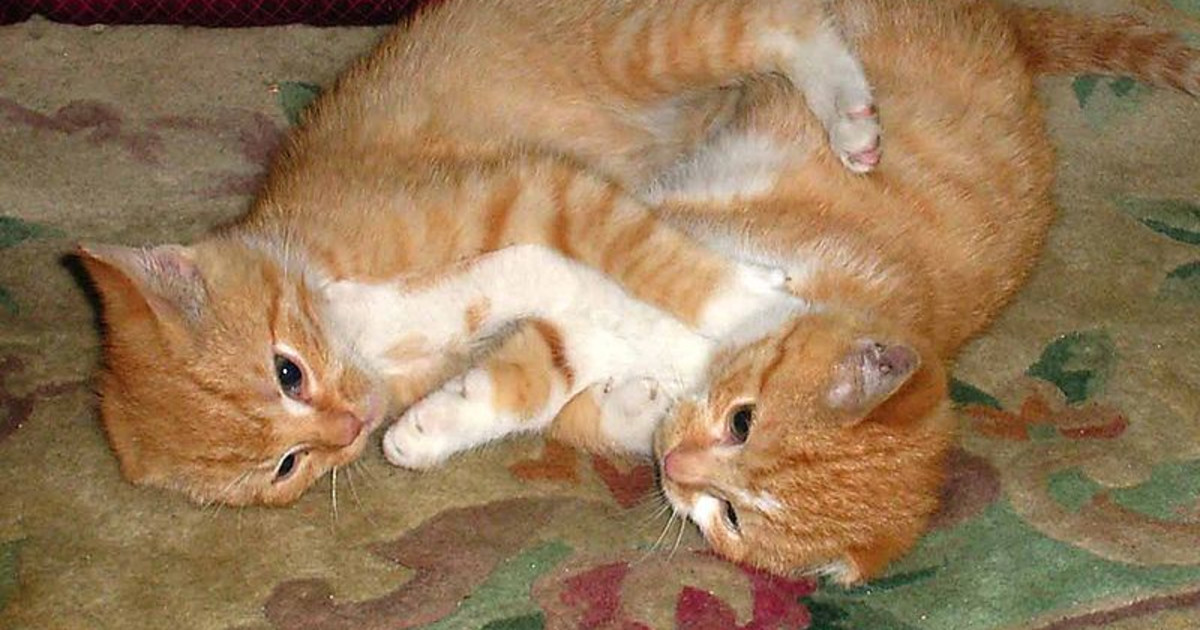 Why Do Cats Scream When Mating: Shocking Truths Revealed