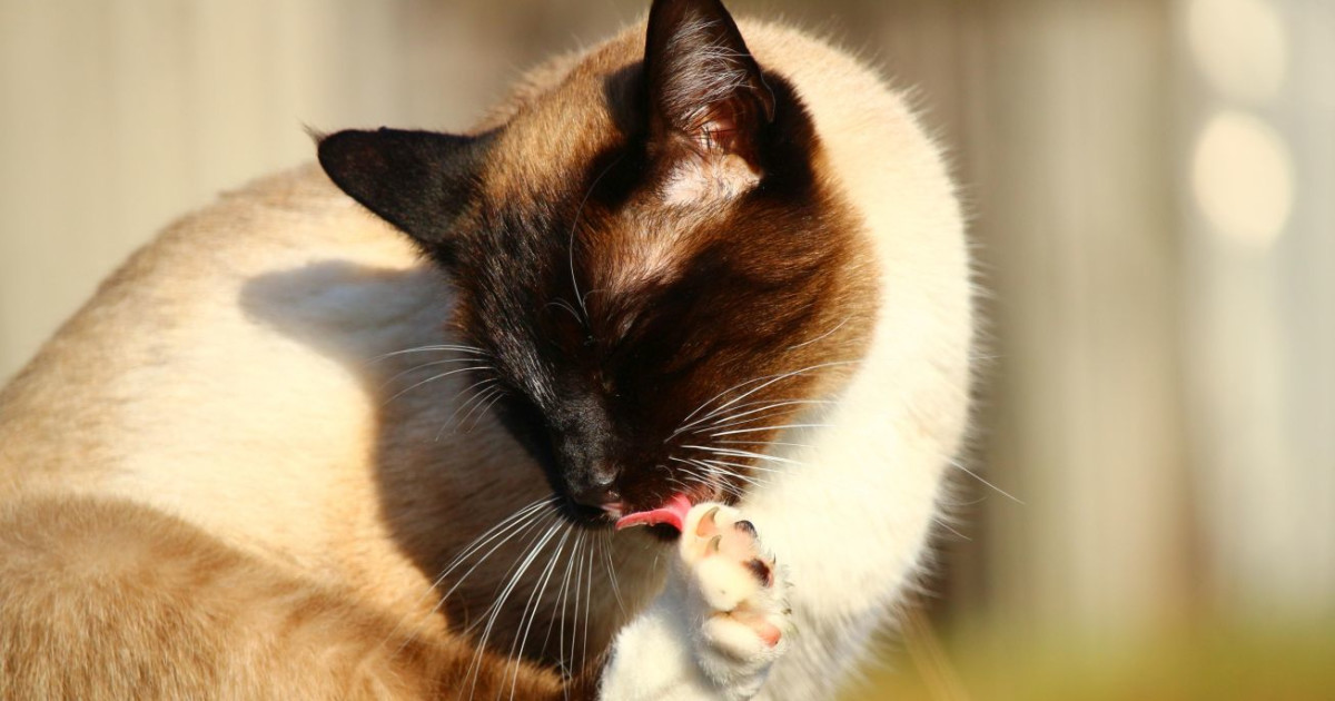 How Often Should Cats Groom Themselves: Feline Grooming Guide