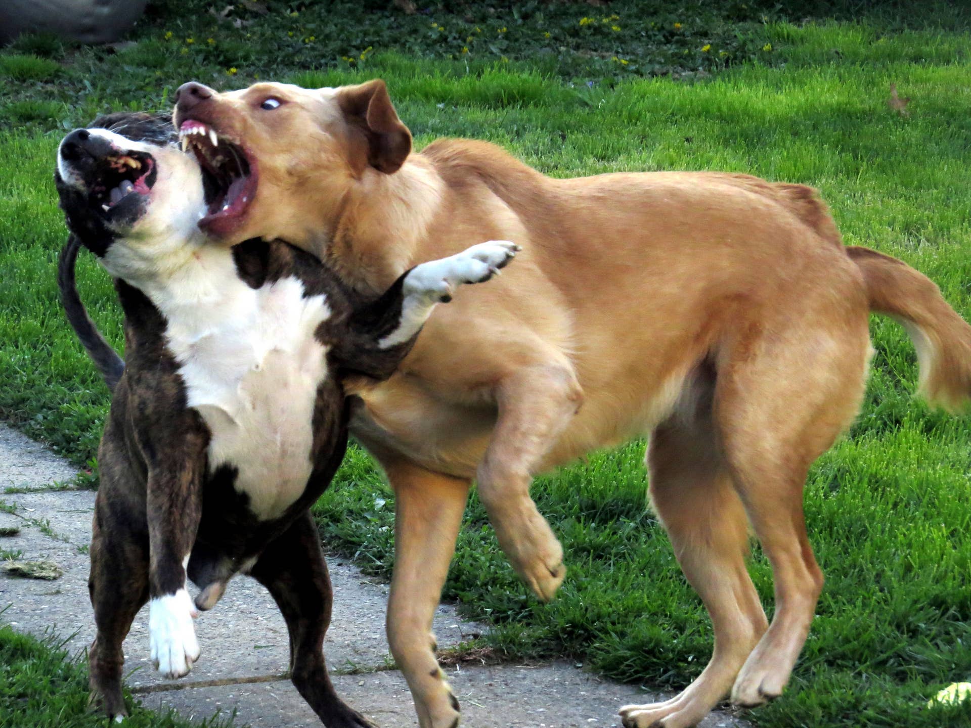 Will Muzzles Stop Dogs from Fighting: The Ultimate Solution?