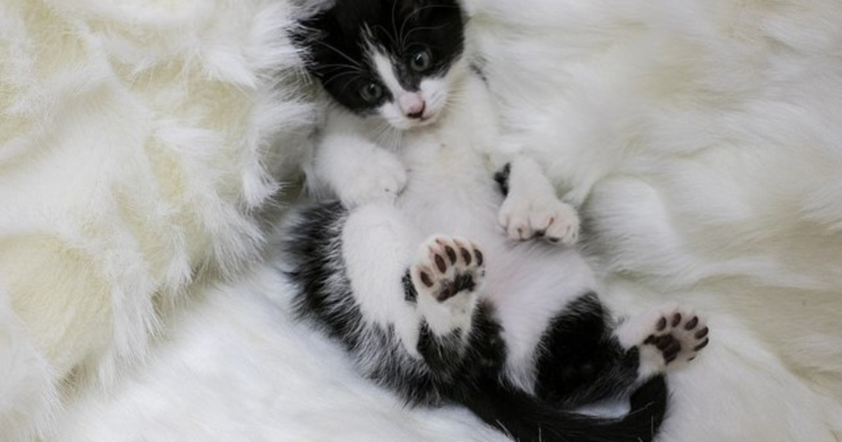 Do Polydactyl Cats Have Health Issues? Unveiling Truths