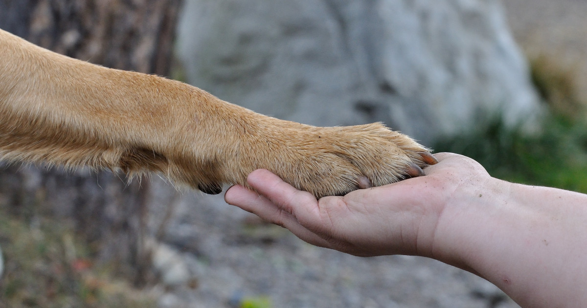 How to Groom Dog Paws: Expert Tips for Healthy Feet