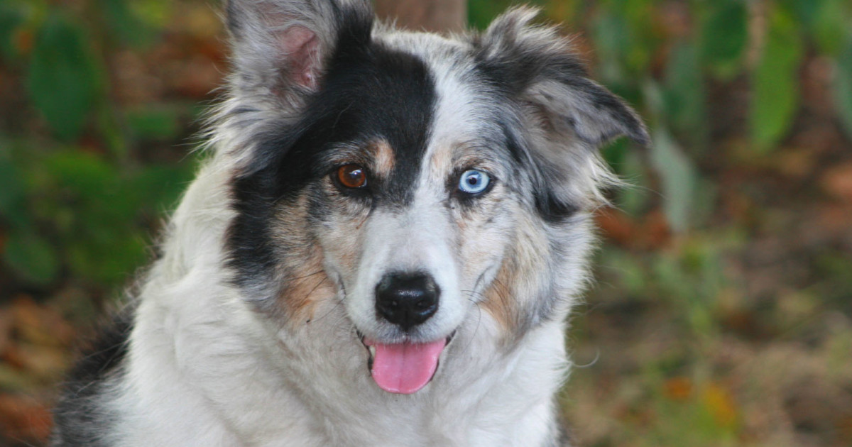 Dogs With Blue Eyes Health Problems: Essential Insights