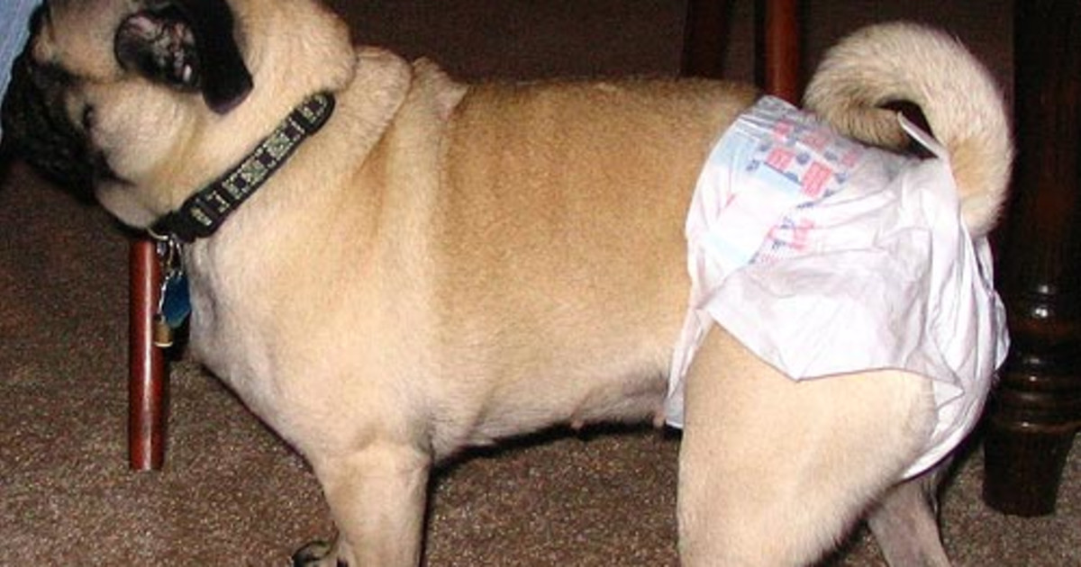 Female Dog in Heat Behaviour: What to Expect and Manage 2025