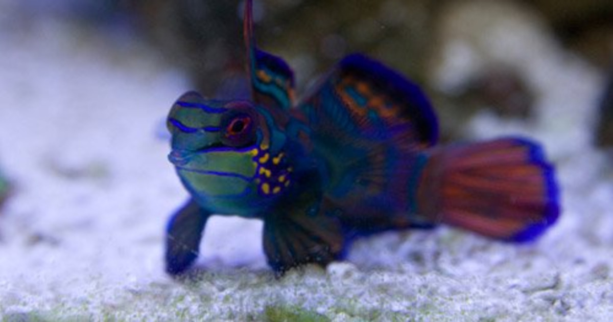 Mandarinfish Water Temperature: Ultimate Guide for Healthy Care