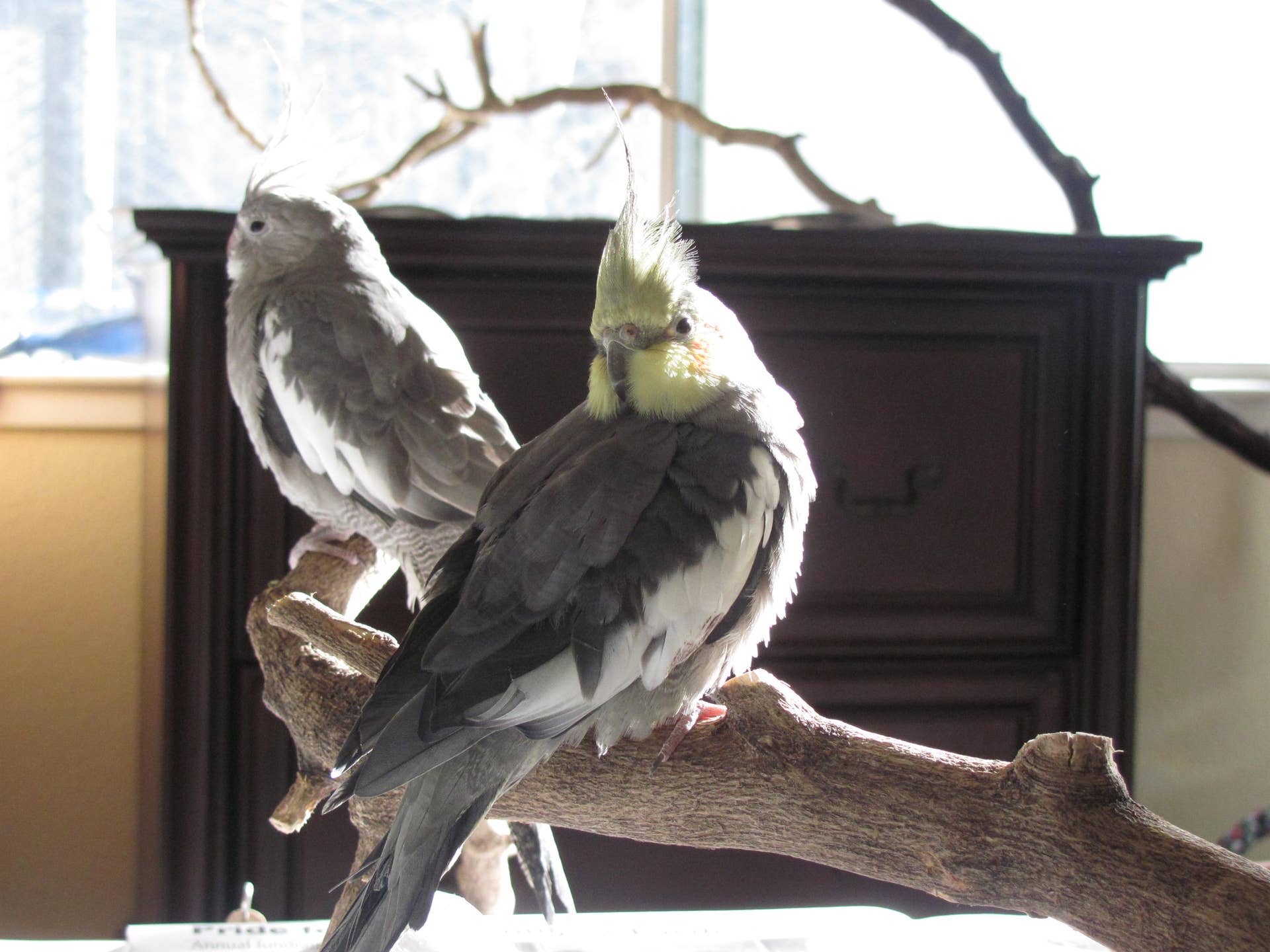 How to Get Pet Bird down from Tree: Easy Rescue Tips Revealed