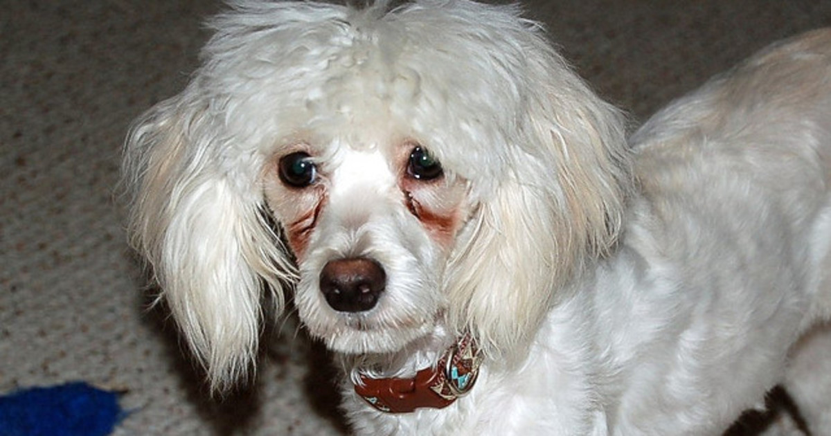 How to Remove Stains from White Dog Fur: Easy & Effective Tips