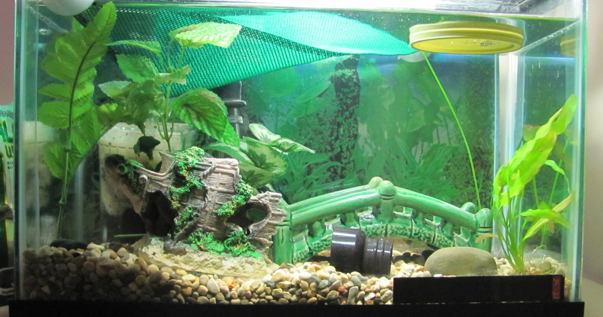 How to Create a Safe Environment for Freshwater Fish: Essential Tips