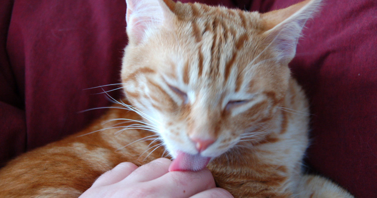 Why Do My Cat Lick Me So Much: Surprising Reasons Explained